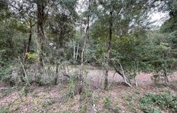 Warbonnet Road, Salley, SC 29137
