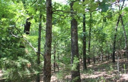 Old Mill Drive, Theodosia, MO 65761