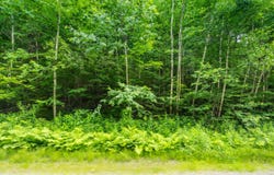31 Woodsman Road, Dover, VT 05356