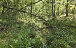 County Road 1990, Willow Springs, MO 65793