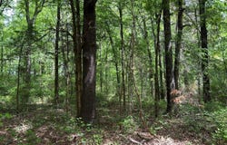 Hwy 245, Okolona, MS 38860
