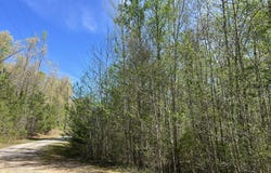 35 Torpedo Ct (Lot 119), Cedar Grove, TN 38321