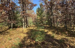 Parcel 11 County Line Road, Free Soil, MI 49411