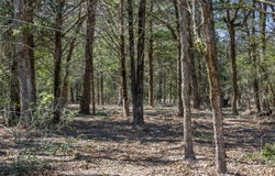 4.81 AC Pauline Lane, Caldwell, TX 77836