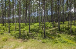 193 Rampart Loop, Alexander City, AL 35010