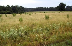 201 LR 725, Ashdown, AR 71822