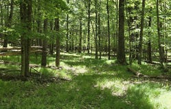 Lillibridge Road, Olean, NY 14760