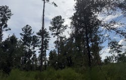 18500 Brooklyn Rd, Evergreen, AL 36401