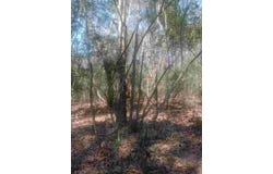 24282 Marshburn Drive, Magnolia, TX 77447