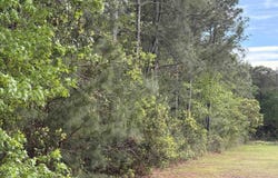 Gussie Ct., Myrtle Beach, SC 29588