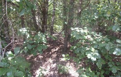 Wildwood, Murchison, TX 75778