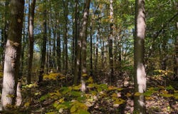 TICINO DRIVE, REED CITY, MI 49677