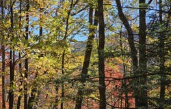 Black Oak Road, Rock, WV 24747