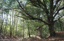 16 Tulane Road, Nesbit, MS 38651