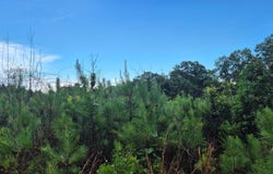 COUNTY ROAD 35, Evergreen, AL 36401