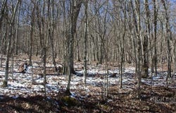 Junaluska Road, Boone, NC 28607