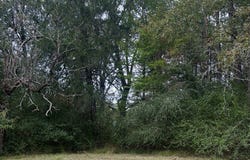 Hwy 1545, LOUIN, MS 39756