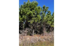 1291 Cockfield Rd., Scranton, SC 29591