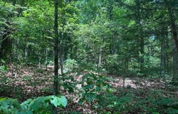 Hwy 74 W, Jasper, AR 72641