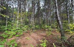 W Fork Road, Sandstone, MN 55072
