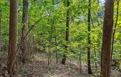 2255 Nickajack Road, Flintstone, GA 30725