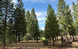 566 Red Sky, Portola, CA 96122