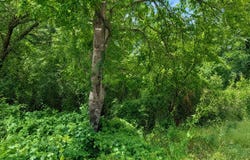 NW 10th St, Mineral Wells, TX 76067