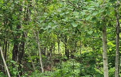 Blackberry Lane lot: B, Buckfield, ME 04220