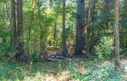13234 Mountain View Rd S, Winona, TX 75792