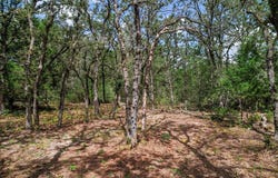 Christensen Rd, Elgin, TX 78621
