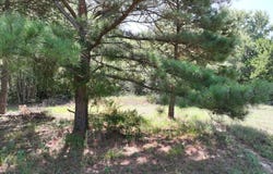 W Hwy 154, Big Sandy, TX 75755