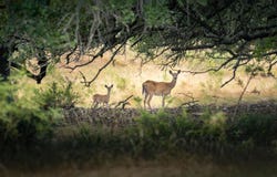 955 S Laird Rd, Harper, TX 78631