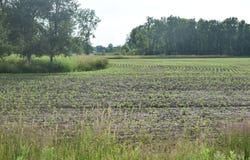 Dumke Lane, Abrams, WI 54101
