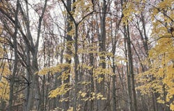 W Westlawn Road, Harrison, MI 48625