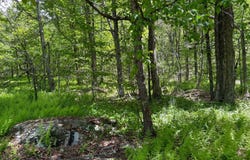 Buckview Drive, Hancock, NY 13783