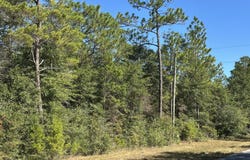 Bear Head Road, Crestview, FL 32539