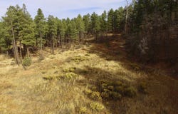 AZ-260, Show Low, AZ 85901