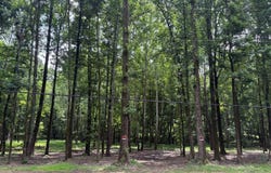 3820 Billy Maher Rd, Bartlett, TN 38135