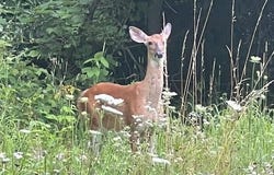 Oak Ridge Hills, Marshall, MI 49068
