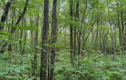 Lee Rd lot: 10, Florence, NY 13316