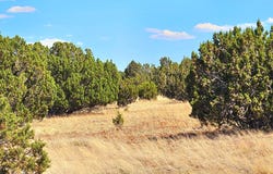 20 CO Road, Concho, AZ 85924