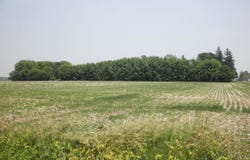 1223 Hwy 9, Osage, IA 50461