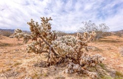147 Little Road, Joshua Tree, CA 92252