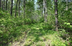 14195 & 14199 County Highway M, Cable, WI 54821