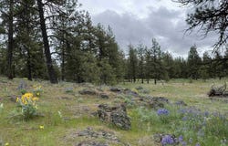 21301 S Harrison Rd, Cheney, WA 99008