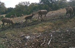 2724 Sd 24910, Rocksprings, TX 78880