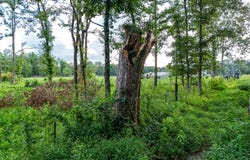 8300 Palestine School Road, West Paducah, KY 42086
