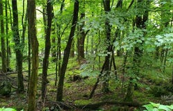 Throncliff Drive lot: 81, Seven Devils, NC 28607