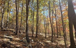 Iris Lane, Peterstown, WV 24963