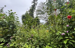 LEHUA RD, Pahoa, HI 96778